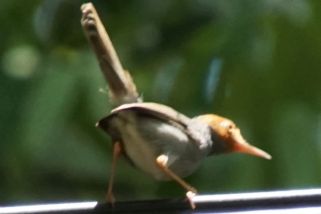 Orthotomus ruficeps - Grauschneidervogel (Rostwangen-Schneidervogel)
